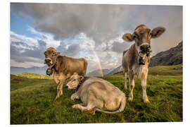 Foam board print Rainbow and cows, Valtellina, Lombardy, Italy