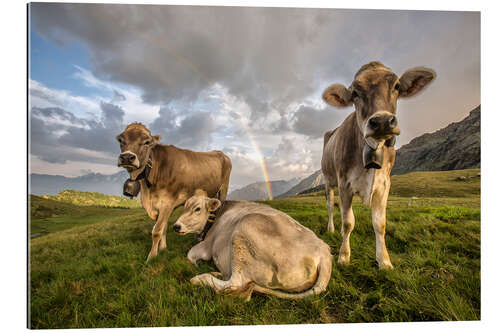 Gallery print Rainbow and cows, Valtellina, Lombardy, Italy