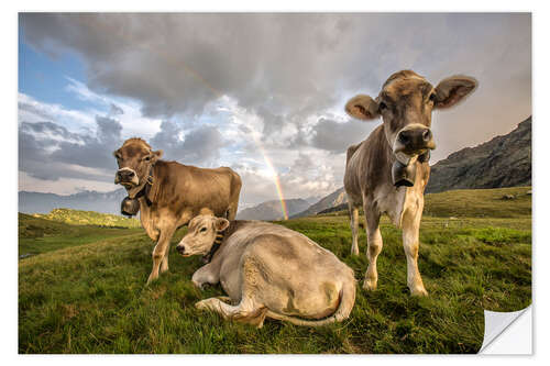 Sticker mural Rainbow and cows, Valtellina, Lombardy, Italy