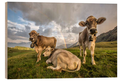 Wood print Rainbow and cows, Valtellina, Lombardy, Italy