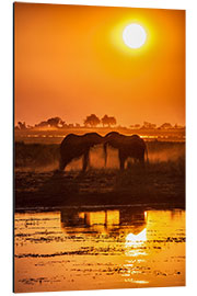 Quadro em alumínio Elephants at sunset, Chobe Park,Botswana, Africa