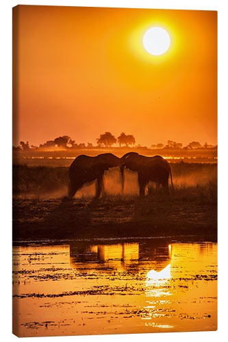 Tableau sur toile Elephants at sunset, Chobe Park,Botswana, Africa