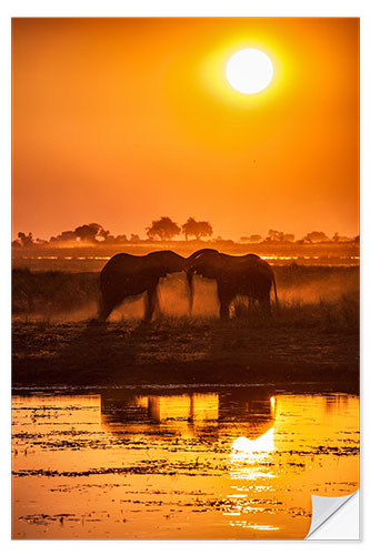 Sticker mural Elephants at sunset, Chobe Park,Botswana, Africa