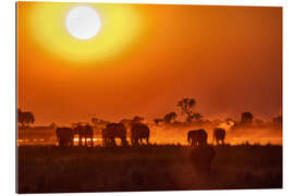 Gallery Print Elefanten bei Sonnenuntergang, Chobe Park, Botswana, Afrika