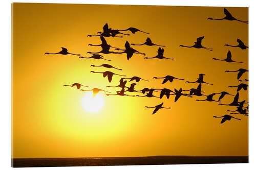 Akrylbilde Flamingos at sunset, Laguna Chaxa, Chile