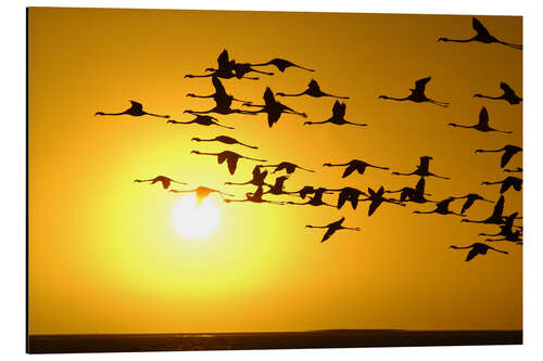 Aluminium print Flamingos at sunset, Laguna Chaxa, Chile