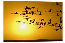 Foam board print Flamingos at sunset, Laguna Chaxa, Chile