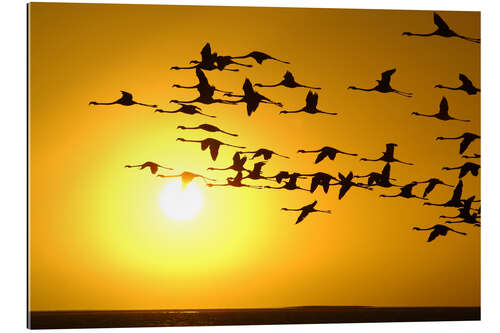 Gallery print Flamingos at sunset, Laguna Chaxa, Chile