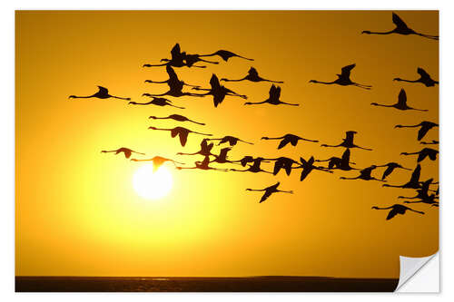 Wall sticker Flamingos at sunset, Laguna Chaxa, Chile