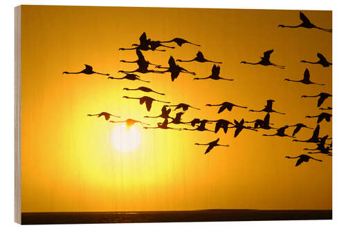 Puutaulu Flamingos at sunset, Laguna Chaxa, Chile