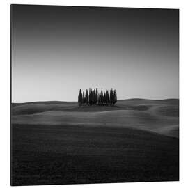 Alubild Zypressen - Fotoatelier Berlin