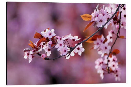 Aluminium print Japanese Cherry Blossoms