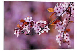 Alubild Japanische Kirschblüten