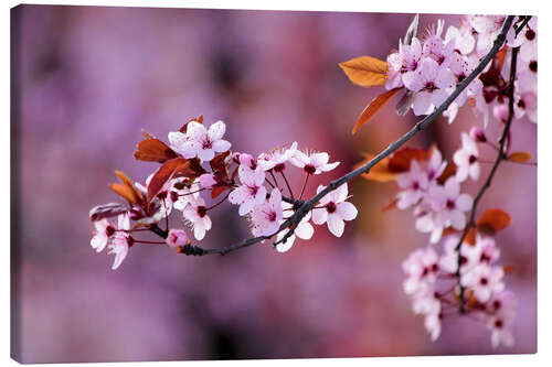 Obraz na płótnie Japanese Cherry Blossoms