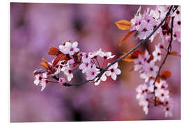 Foam board print Japanese Cherry Blossoms