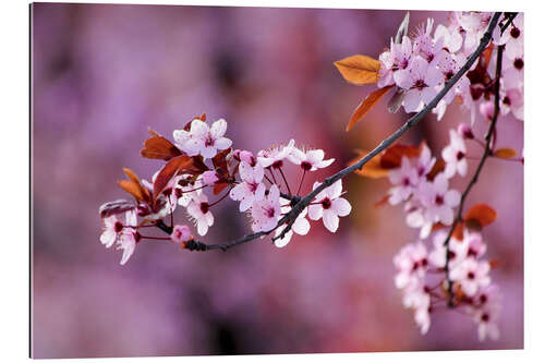 Gallery print Japanese Cherry Blossoms