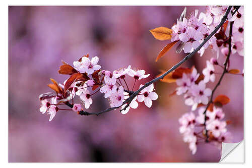 Wall sticker Japanese Cherry Blossoms