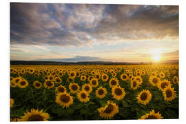 PVC print Sunflower in the summer