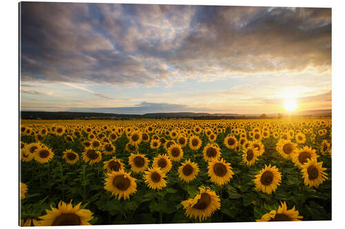 Gallery Print Sonnenblume im Sommer