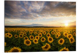 Tableau en plexi-alu Tournesol en été