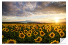 Sisustustarra Sunflower in the summer