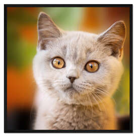 Gerahmter Kunstdruck Britisch Kurzhaar Kitten Portrait