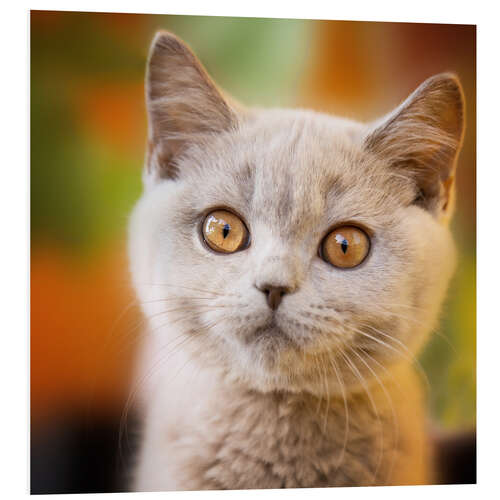 Foam board print British shorthair kitten portrait