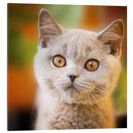 Gallery print British shorthair kitten portrait