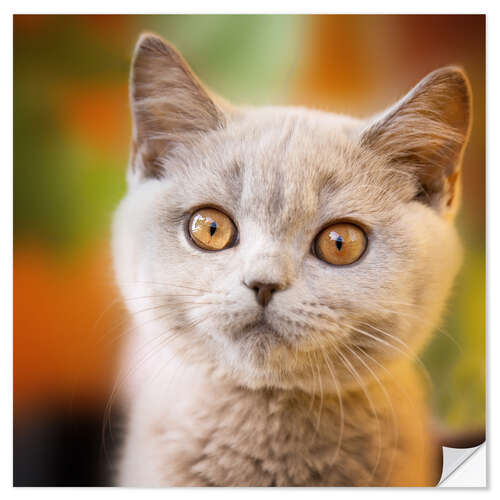 Naklejka na ścianę British shorthair kitten portrait