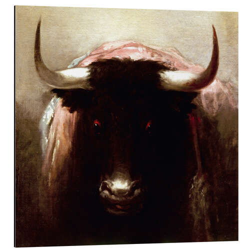 Aluminium print Bold bull