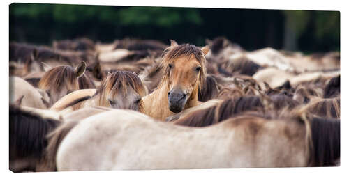 Obraz na płótnie Wild Horse Herd