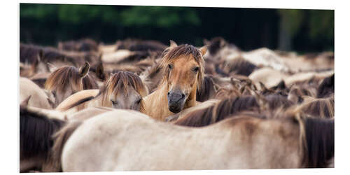 Foam board print Wild Horse Herd