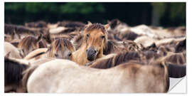 Selvklebende plakat Wild Horse Herd