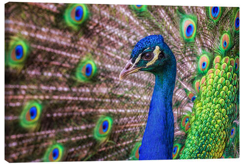 Canvas print Proud Peacock