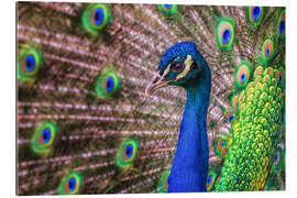 Gallery print Proud Peacock