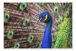 Kunstwerk  Proud Peacock - Friedhelm Peters