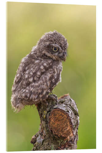 Acrylic print Young Black Owl