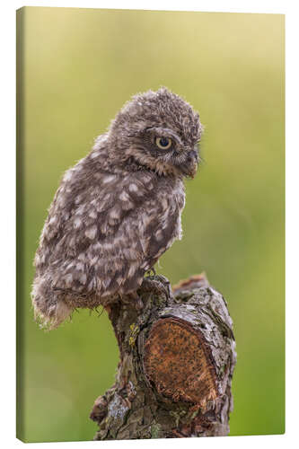 Lerretsbilde Young Black Owl