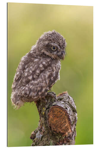 Gallery print Young Black Owl