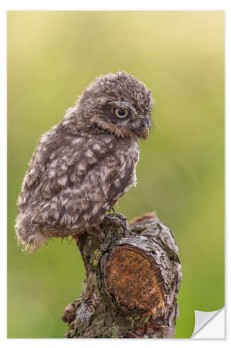 Naklejka na ścianę Young Black Owl