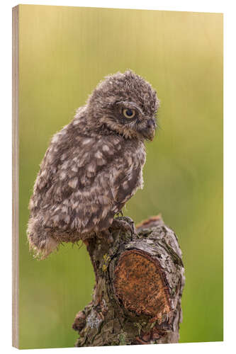 Wood print Young Black Owl