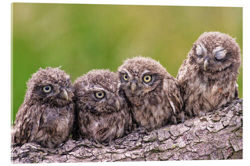 Akryylilasitaulu 4 little owls