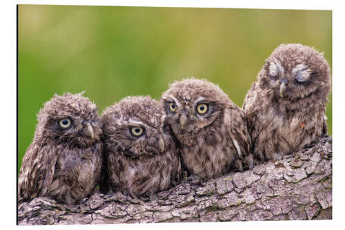 Aluminium print 4 little owls