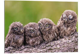 Cuadro de plexi-alu 4 little owls