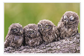 Kunstwerk  4 little owls - Friedhelm Peters