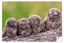 Wall sticker 4 little owls