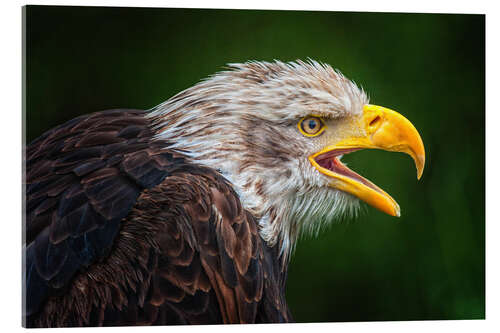 Akrylglastavla Portrait of bald eagle