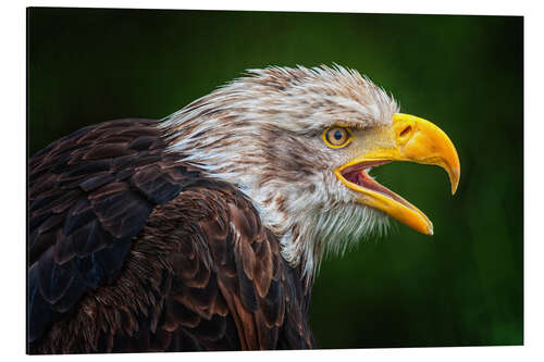 Aluminium print Portrait of bald eagle