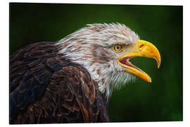 Quadro em alumínio Portrait of bald eagle