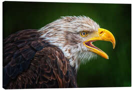 Canvas print Portrait of bald eagle